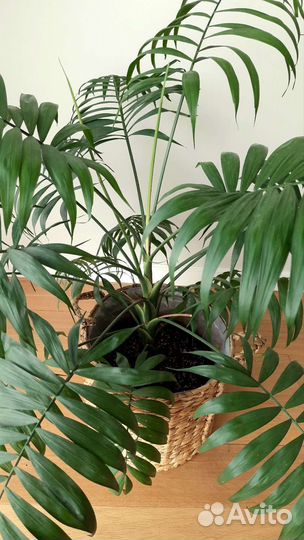 Пальма Хамедорея - растение для офиса и дома