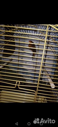 Гибрид щегол и канарейка