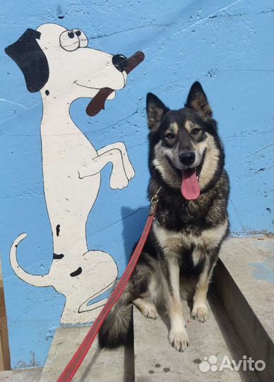 Зоогостиница в Ульяновске. Передержка собак