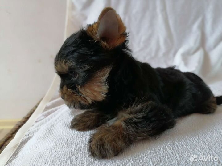 Йоркширский терьер