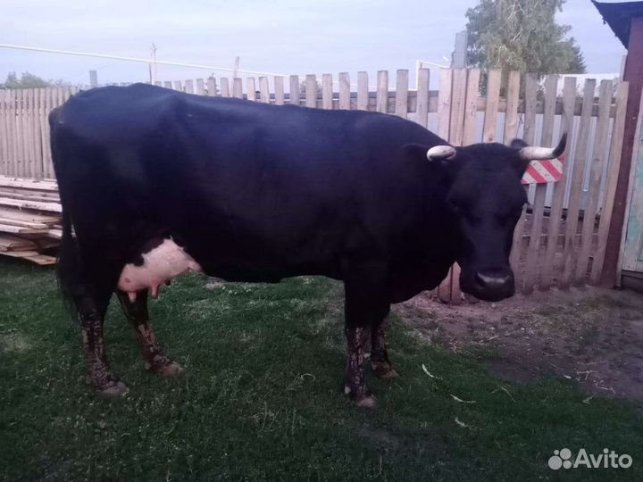 Корова дойная