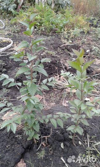 Живая изгородь (карагач), барбарис, дикий виноград