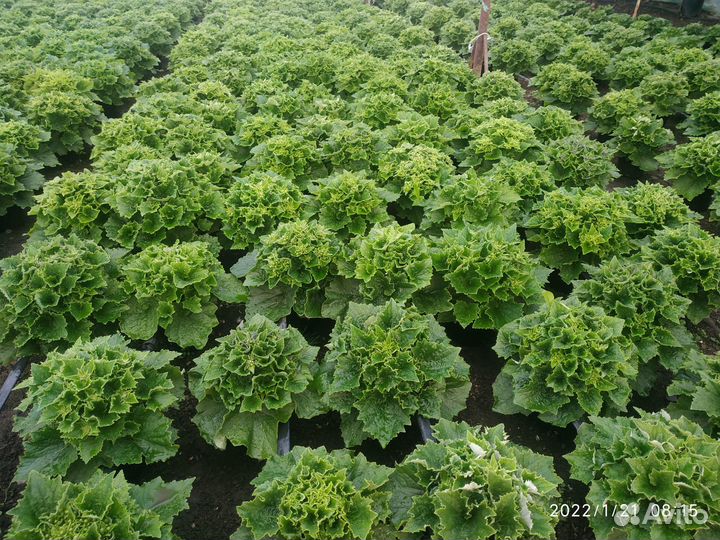 Цинерария рассада цветов петунии виолы бархатцев