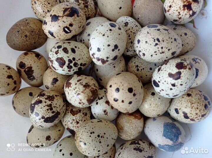 Яйца перепелиные домашние