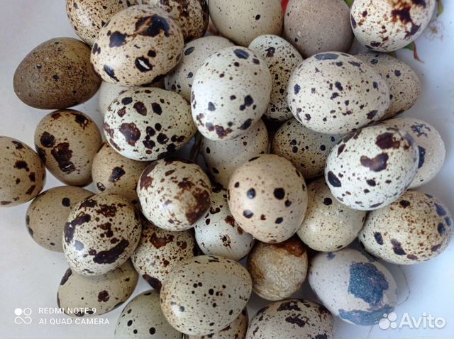 Яйца перепелиные домашние