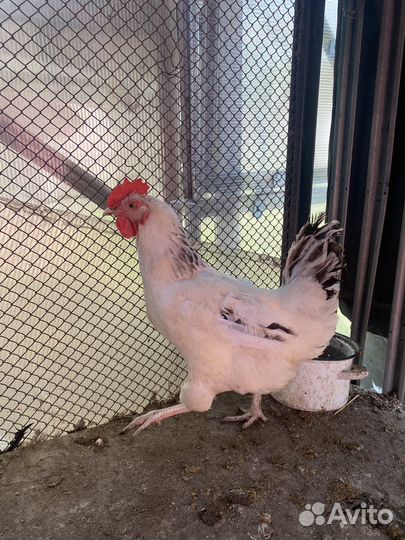 Петух амераукана