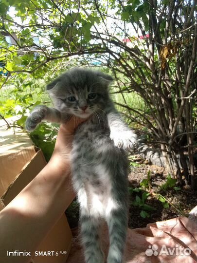 Котята в добрые ручки)