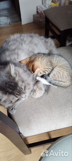 Котята