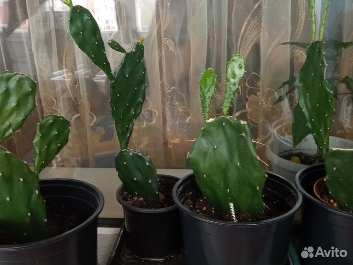 Кактус опунция большой