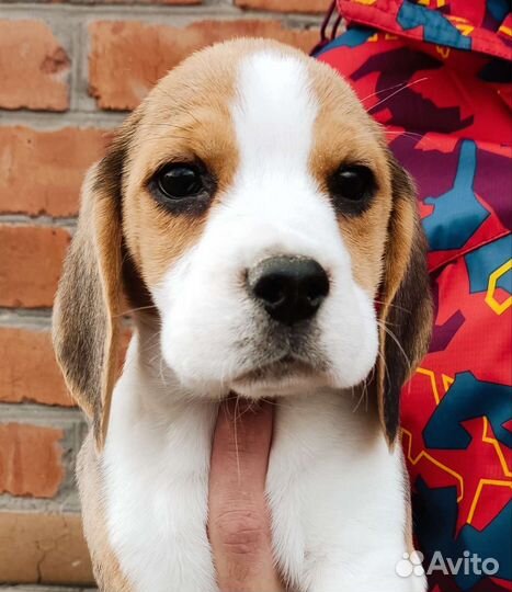 Щенки бигль