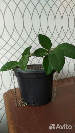 Хойя домашнее растение/цветок