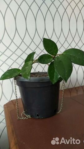 Хойя домашнее растение/цветок
