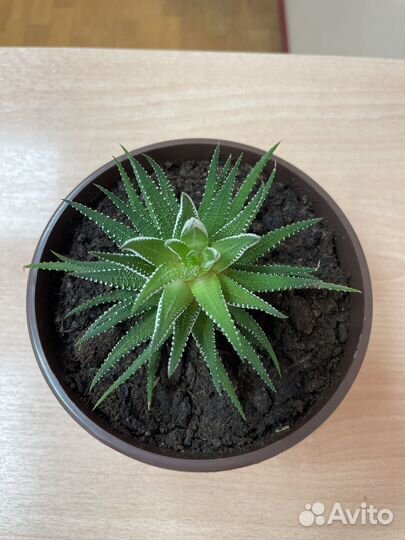 Кактусы и суккуленты