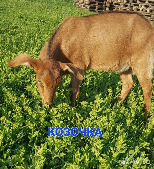 Козёл, козлята продажа