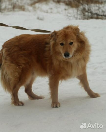 Пушистый милый пес страдает за решеткой приюта