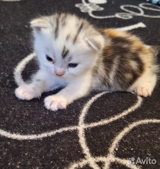 Котенок
