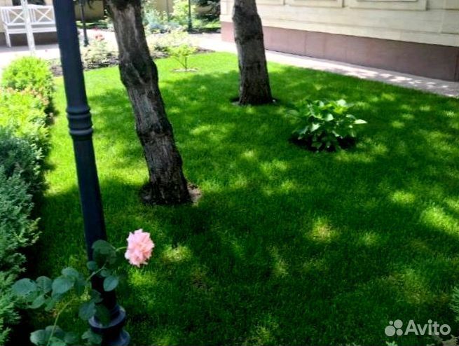 Рулонный газон 
