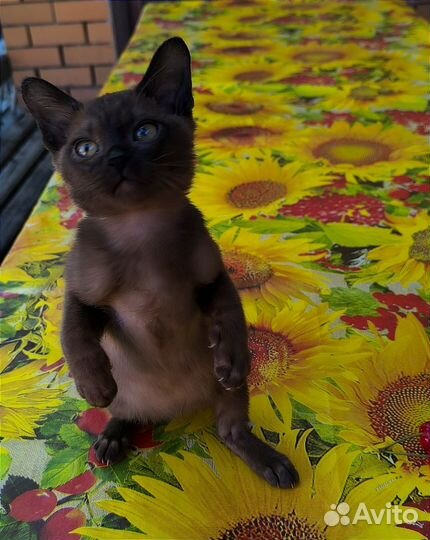 Котята европейской бурмы
