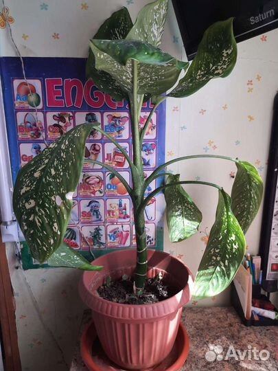 Диффенбахия