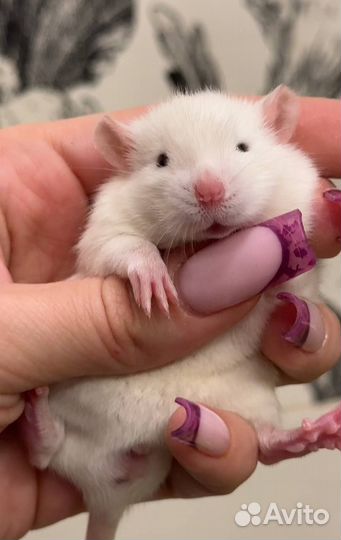 Крысята Дамбо. Редкие окрасы. Крыса Дамбо. Питомни