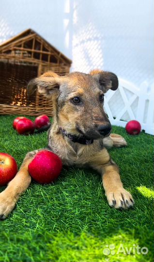 Рыжая малышка похожую на волчицу, пристраивается в