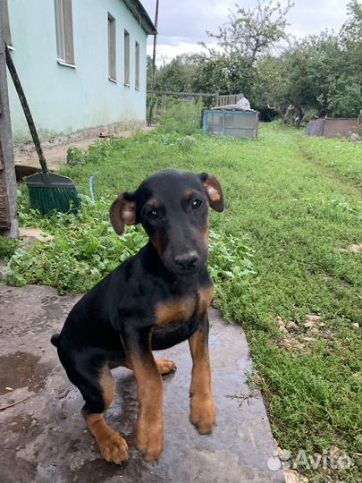 Щенок девочка ягд терьер