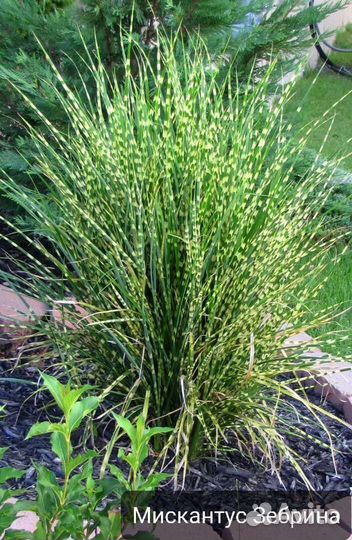 Гортензия метельчатая, Рододендроны, Хосты, Роза