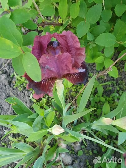 Ирисы карликовые и бородатые