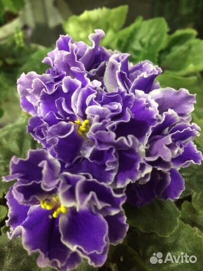 Фиалка сортовая