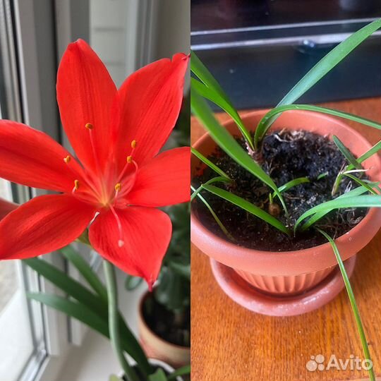 Комнатные цветы