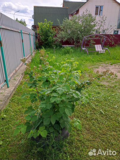 Рассада овощных и ягодных культур