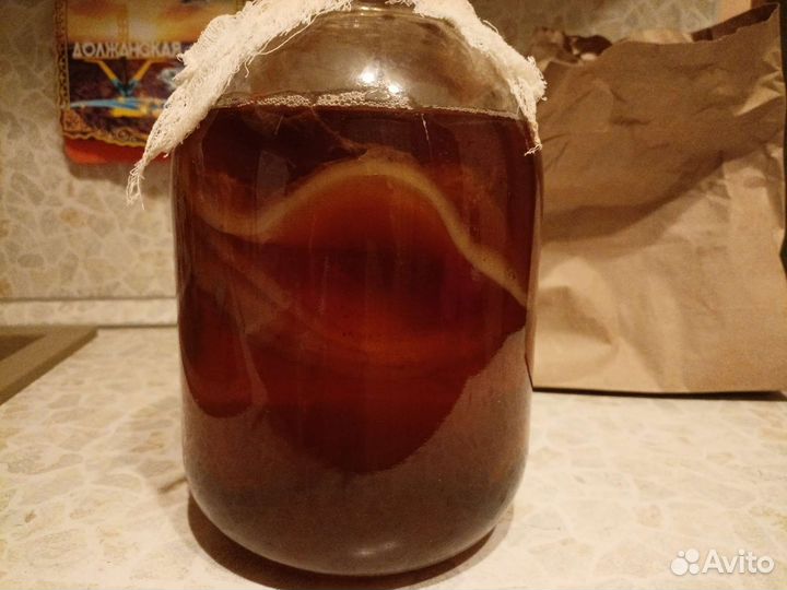 Чайный гриб