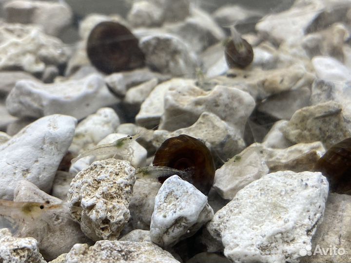 Креветка аквариумная