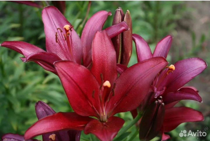 Лилии, луковицы (детки)