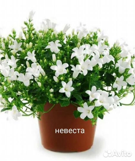 Кампанула жених и невеста