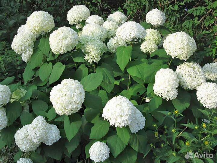 Хосты, гортензия, жасмин