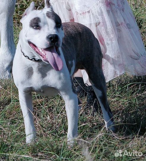 Питбуль кубинский