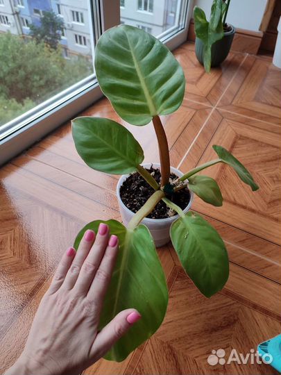 Филодендроны