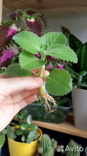 Черенки комнатной мяты