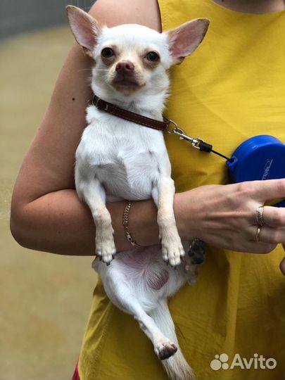 Вязка чихуа, мальчик