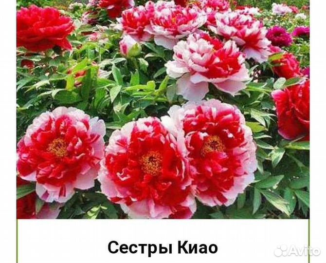 Пионы саженцы