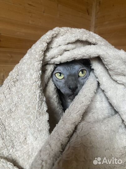 Передержка животных