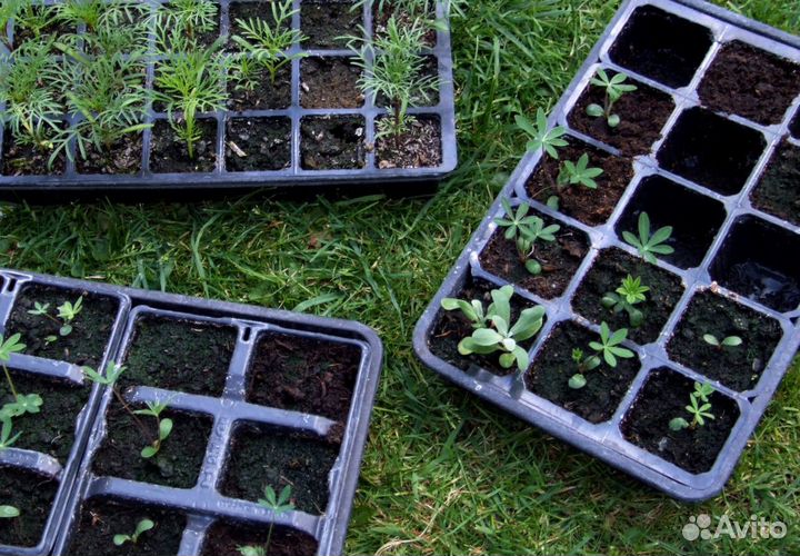 Кассеты для рассады 49