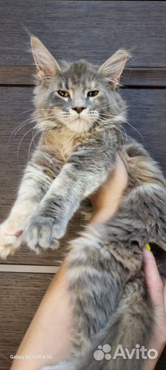 Котята мейн-кун девочки