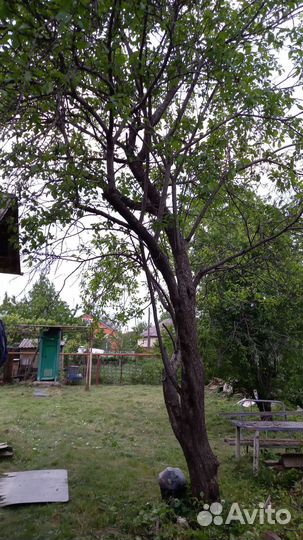 Плодовые деревья