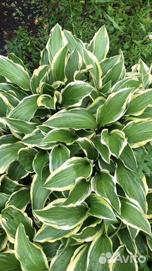 Хоста,пионы,лилейник