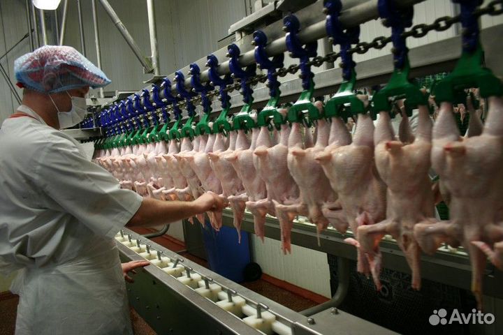 Работа на птицефабрике, чистые условия Челябинск