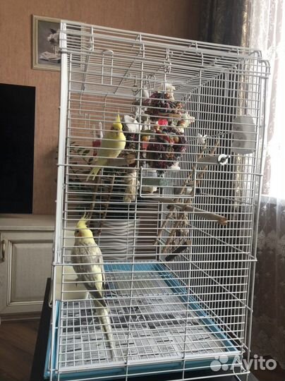 Попугай корелла с большой клеткой