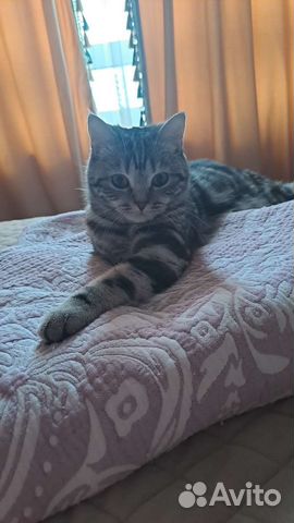 Кошка для вязки