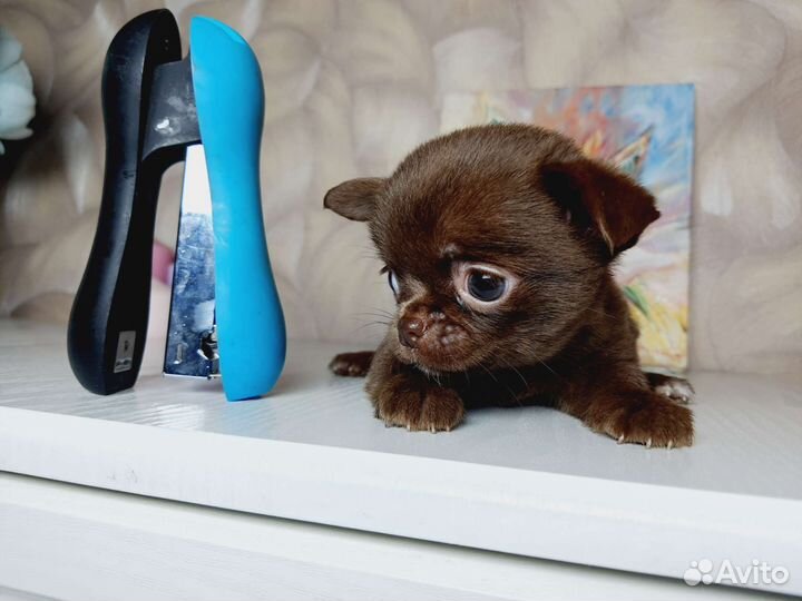 Девочка супер мини